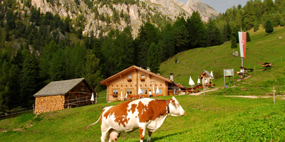 © 2025 Auralpina