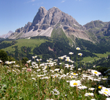© 2025 Auralpina